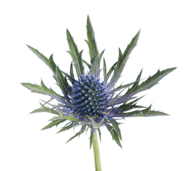 istock Sea holly thistles 1178130106