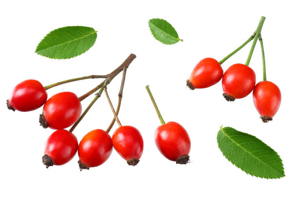 istock red rowan berries with green leaf isolated on white background. top view 1178130964
