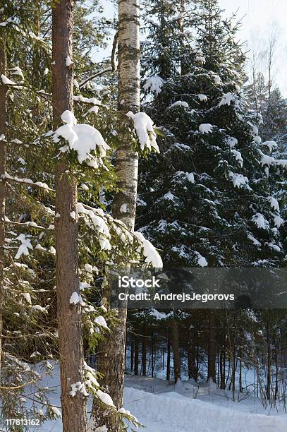 Inverno Na Floresta De Coníferas - Fotografias de stock e mais imagens de Abeto - Abeto, Ao Ar Livre, Castanho