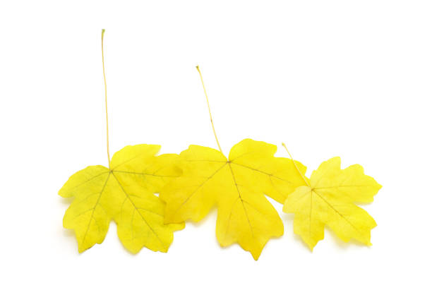 istock Maple leaves in autumn. 1178136338