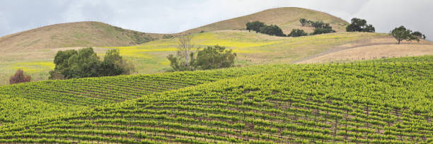 Vineyard Landscape - Spring Santa Barbara County has been a wine growing region since the late 1900’s. It is home to more than 115 wineries and 21,000 acres of vineyards known for their Chardonnay, Pinot Noir and Rhone varietals. Many of the vineyards are surrounded by rolling hills, winding roads and oak trees. vineyard california santa barbara county panoramic stock pictures, royalty-free photos & images