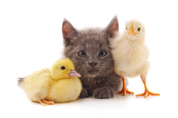 istock Kitten with chicken and duckling. 1178137347
