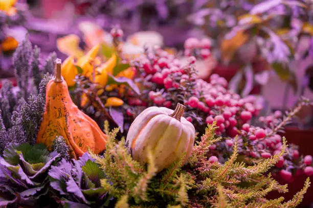 Photo of Two diffrent pumpkins on dark natural background, selective focus. Thanksgiving and Halloween concept, autumn colorful card. Background, copy space