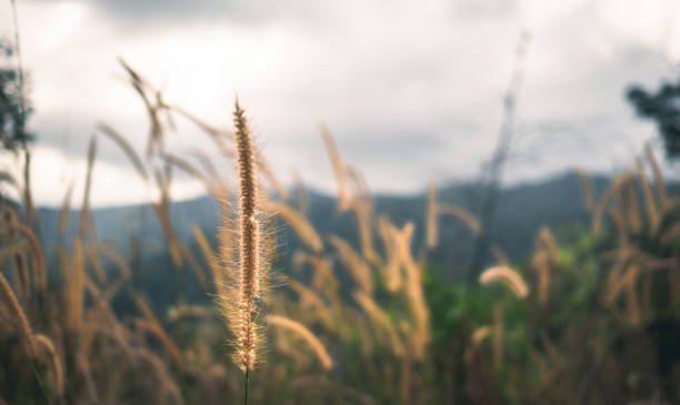 istock yellow grass on mountain Thailand. 1178138435