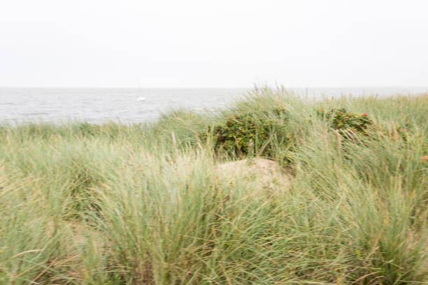 istock Beautiful tranquil dune landscape and long beach at North Sea 1178138541