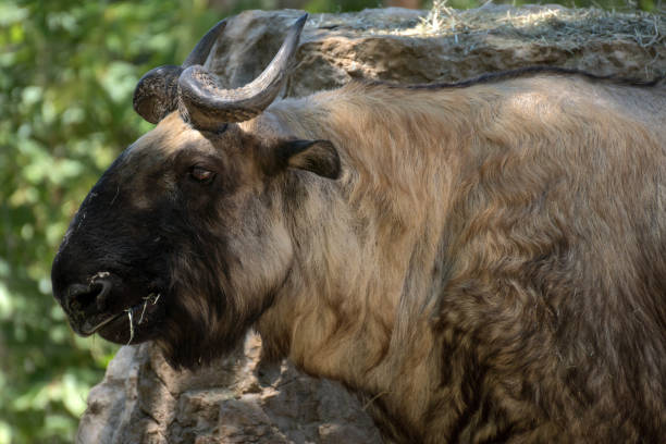 istock Mishmi Takin at Zoo Madrid 1178139883