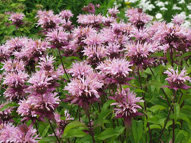 istock Indianernessel - Monarda Fistulosa 117814449