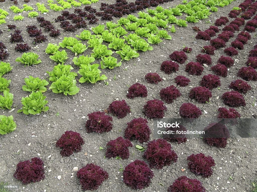 Salat mit Aufnäher - Lizenzfrei Blatt - Pflanzenbestandteile Stock-Foto