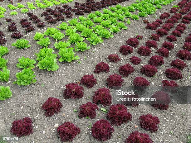 Salat Mit Aufnäher Stockfoto und mehr Bilder von Blatt - Pflanzenbestandteile - Blatt - Pflanzenbestandteile, Erdreich, Farbbild