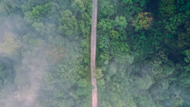 istock Trees forest roads and fog from above 1178145904