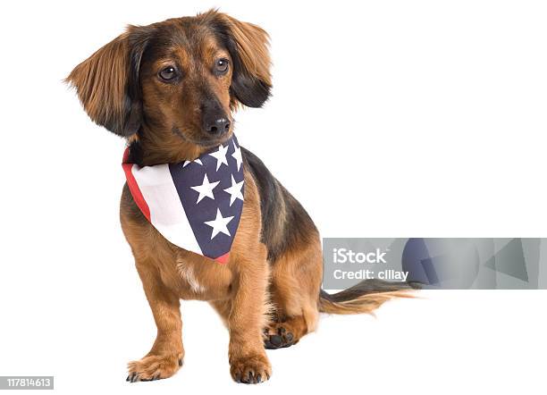 Patriotic Doggy Stock Photo - Download Image Now - Dog, Bandana, Patriotism