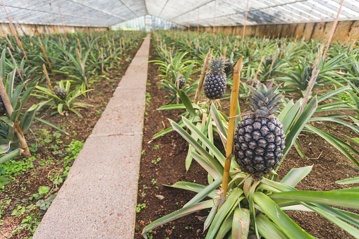 Pineapples in greenhouse on Sao Miguel island, Azores, Portugal