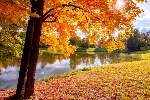 Maple tree in autumn foliage at the pond in Pavlovsky park, Pavlovsk, St. Petersburg, Russia