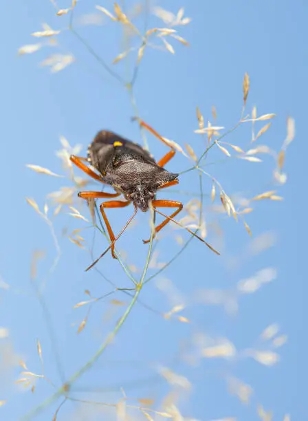 Macro of forest bug (Pentatoma rufipes) on dry wild grass over blue sky background