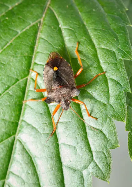 View from above of forest bug (Pentatoma rufipes) on green leaf