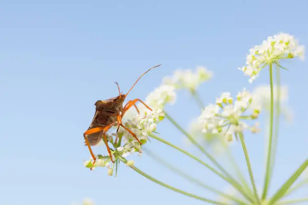 Low angle side view of forest bug (Pentatoma rufipes) on white flower of bird's nest over blue sky background