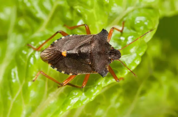 View from above of forest bug (Pentatoma rufipes) on green lettuce leaf in garden