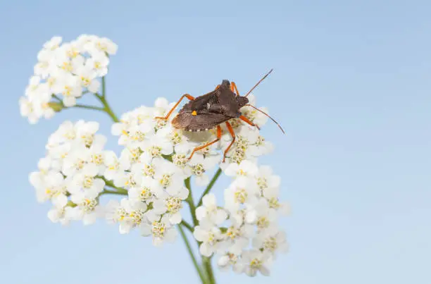 Macro of forest bug (Pentatoma rufipes) on blooming yarrow white inflorescence over blue sky background