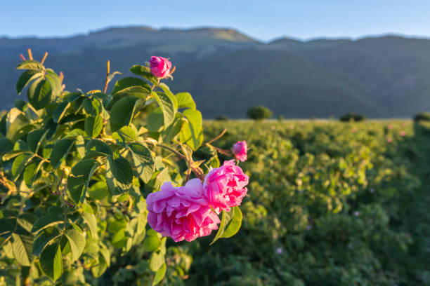 Rosa damascena flower close up view at agricultural field of fresh pink roses, used for perfumes and rose oil. Landscape of the rose valley. Balcan mountain at background. rose valley stock pictures, royalty-free photos & images