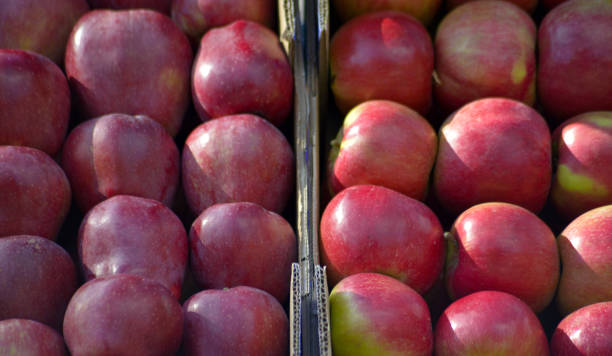 istock fresh harvested ripe apples for sale 1178150505