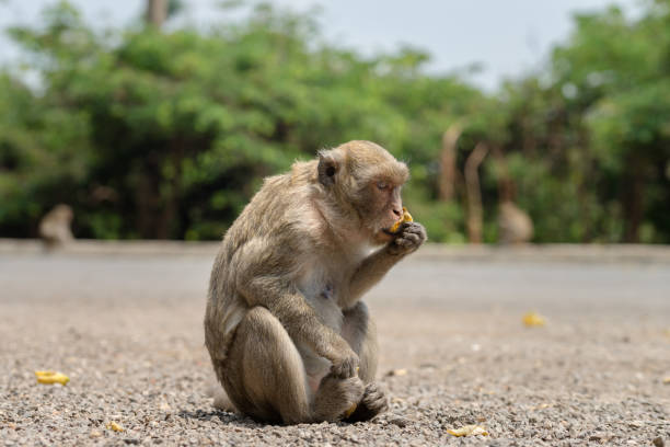 affe essen banane - tier und tier-porträt. - gibbon rainforest animal ape stock-fotos und bilder