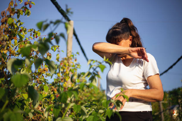 Woman working in her raspberry plant on a warm and sunny summer day