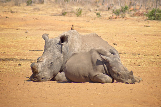 istock Rhino missing a horn relaxing on the savannah 1178152957