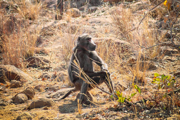 Baboon sitting on a rock on the savannah in the sun thinking about life