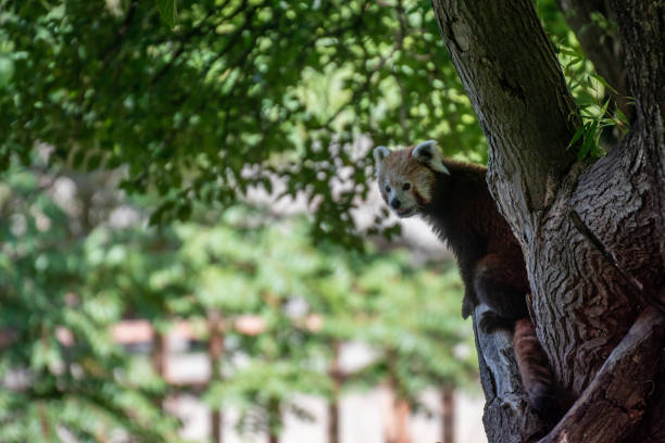 istock Cute red panda on a tree in a Zoo 1178153802