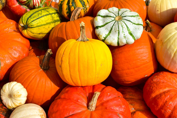 istock Multicolored decorative pumpkins on autumn markt. 1178154047