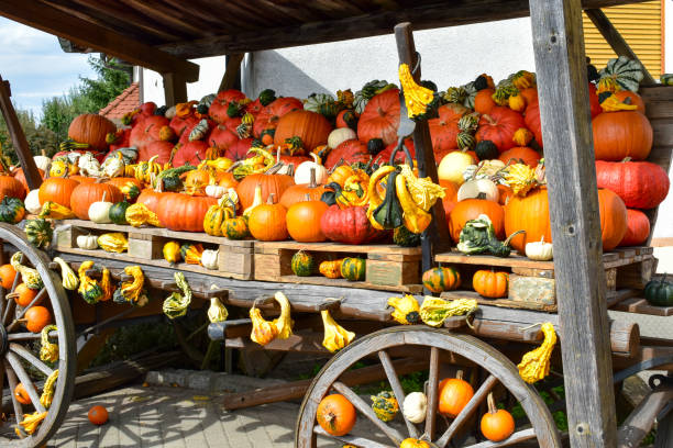 istock Multicolored decorative pumpkins on autumn markt. 1178154115