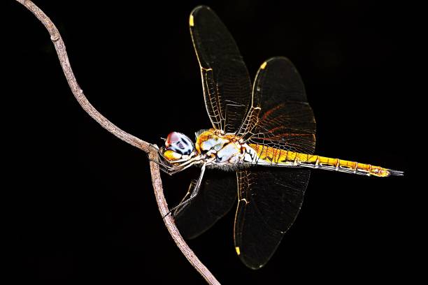 istock Dragonfly and transparent wings on branch. 1178154211