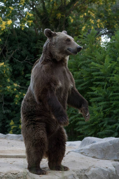 istock Grizzly bear in a cloudy dar 1178154336