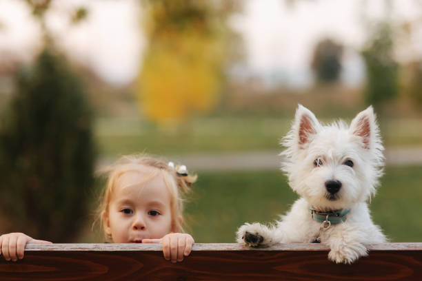 счастливая маленькая девочка сидит на bech в осеннем парке со своей маленькой белой собакой. счастливое детство. осенняя концепция - bech стоковые фото и изображения