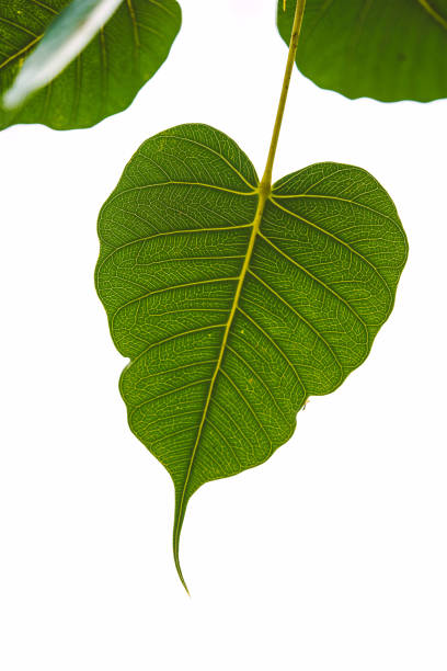 istock Green bodhi leaf on the White Blackground 1178157173