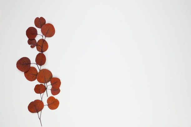 istock Autumn red brown eucalyptus leaf branch on a white background 1178160649
