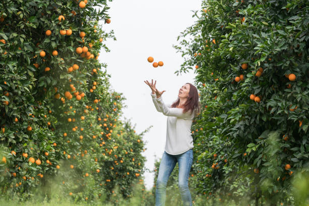 szczęśliwe kobiety bawiące się w pomarańczowym sadzie - beautiful people citrus fruit fruit zdjęcia i obrazy z banku zdjęć