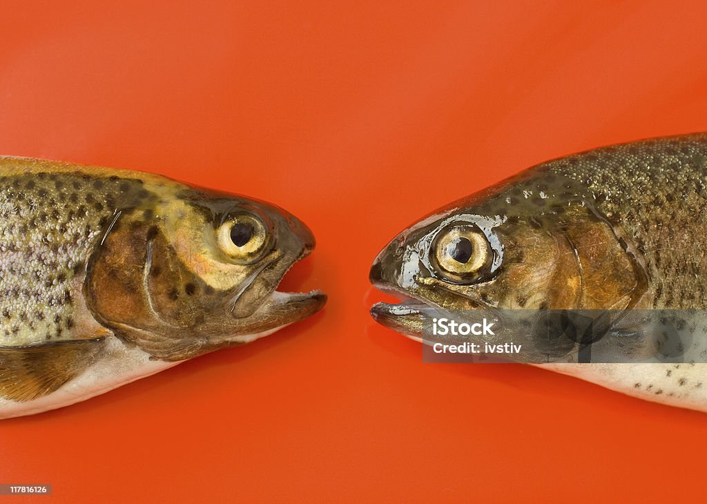 Hablando de pescado - Foto de stock de Hablar libre de derechos