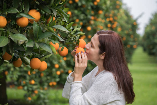 szczęśliwe dojrzałe kobiety w pomarańczowym sadzie - beautiful people citrus fruit fruit zdjęcia i obrazy z banku zdjęć