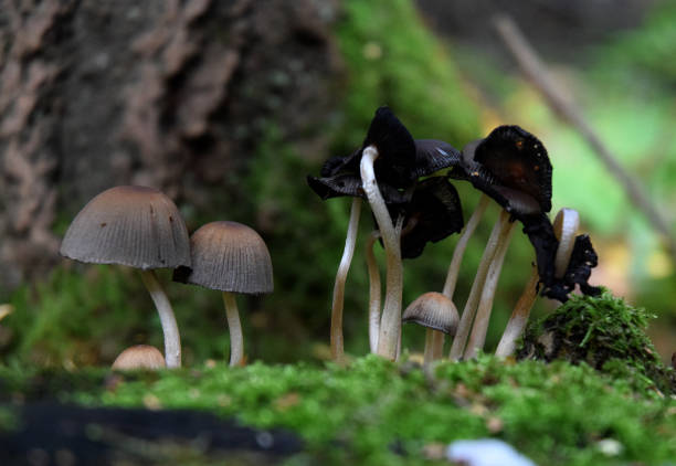 istock Forest mushrooms autumn wood walk 1178162546