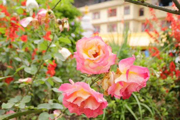 istock Pink rose closeup shot at Sikkim, India 1178162792