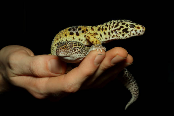 istock Nice Breeding pair of Leopard geckos in hand (Eublepharis macularius) 1178163057
