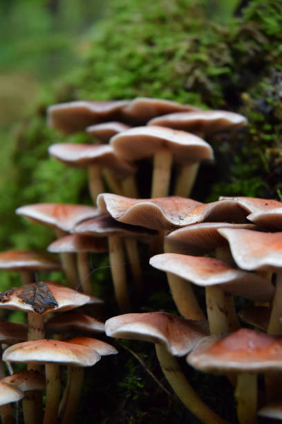 istock Forest mushrooms autumn wood walk 1178163066