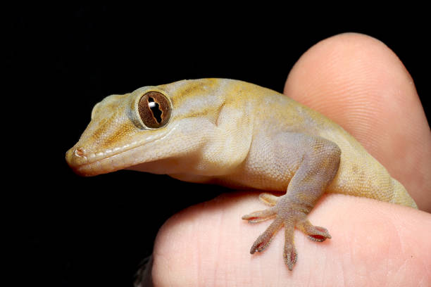 istock Cute Golden Gecko 1178163222