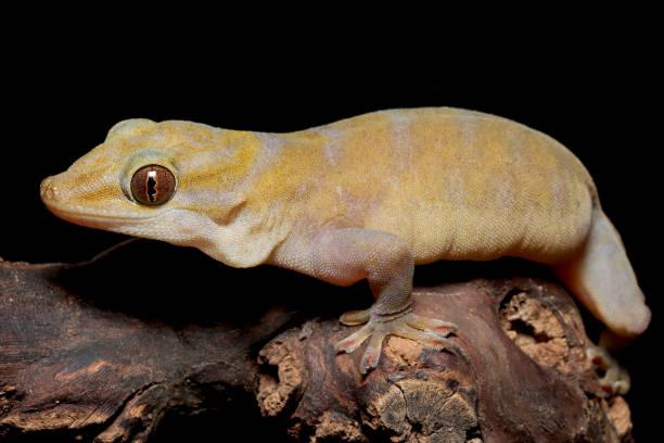 istock Cute Golden Gecko 1178163232