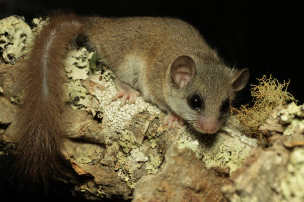 istock Cute little Woodland dormouse 1178163955