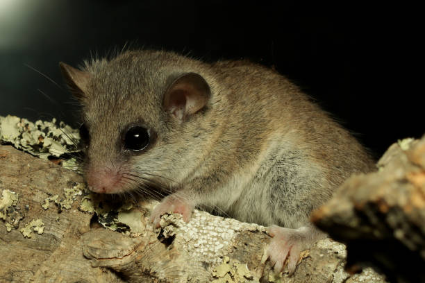istock Cute little Woodland dormouse 1178163957
