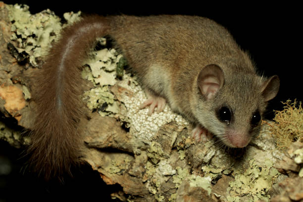 istock Cute little Woodland dormouse 1178163974
