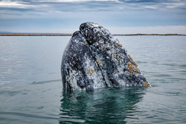 szare powierzchnie wielorybów w baja california na wybrzeżu pacyfiku w meksyku - barnacle zdjęcia i obrazy z banku zdjęć
