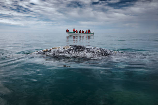 Superfici di balene grigie accanto a una barca con turisti, Baja California sulla costa del Pacifico del Messico - foto stock